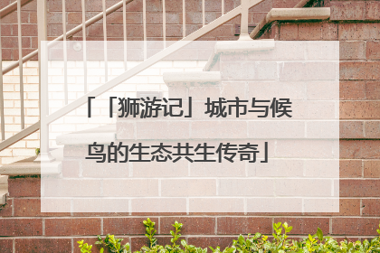 「狮游记」城市与候鸟的生态共生传奇