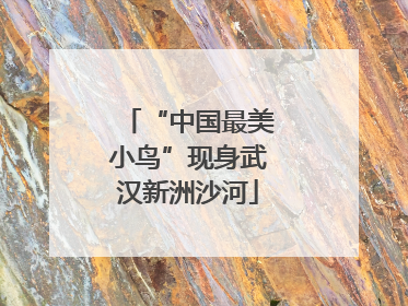 “中国最美小鸟”现身武汉新洲沙河