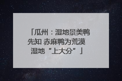 瓜州：湿地景美鸭先知 赤麻鸭为荒漠湿地“上大分”