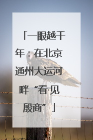 一眼越千年：在北京通州大运河畔“看·见殷商”