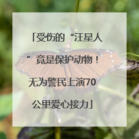 受伤的“汪星人”竟是保护动物！无为警民上演70公里爱心接力