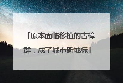 原本面临移植的古樟群，成了城市新地标