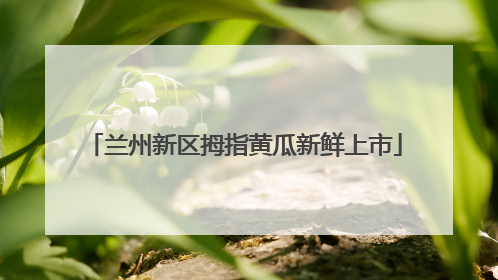 兰州新区拇指黄瓜新鲜上市