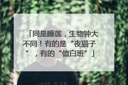 同是睡莲，生物钟大不同！有的是“夜猫子”，有的“值白班”
