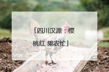四川汉源：樱桃红 果农忙