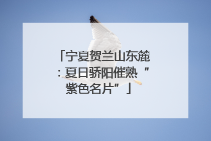 宁夏贺兰山东麓：夏日骄阳催熟“紫色名片”