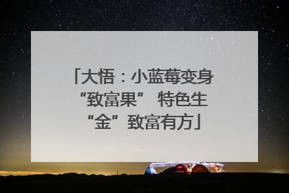 大悟：小蓝莓变身“致富果” 特色生“金”致富有方