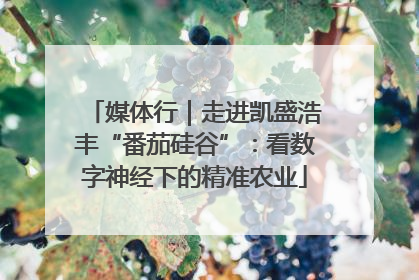 媒体行｜走进凯盛浩丰“番茄硅谷”：看数字神经下的精准农业