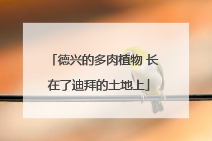 德兴的多肉植物 长在了迪拜的土地上