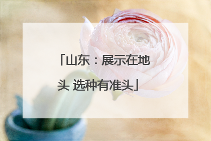 山东：展示在地头 选种有准头