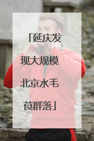 延庆发现大规模北京水毛茛群落