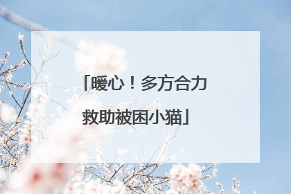 暖心！多方合力救助被困小猫