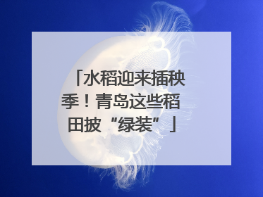 水稻迎来插秧季！青岛这些稻田披“绿装”