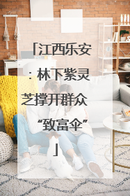 江西乐安:林下紫灵芝撑开群众“致富伞”