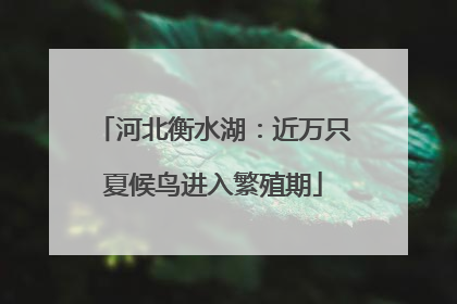 河北衡水湖：近万只夏候鸟进入繁殖期