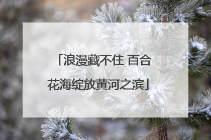 浪漫藏不住 百合花海绽放黄河之滨