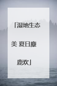 湿地生态美 夏日麋鹿欢