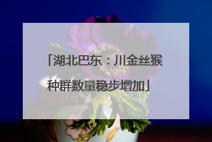 湖北巴东：川金丝猴种群数量稳步增加