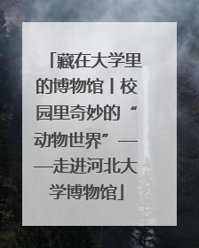 藏在大学里的博物馆丨校园里奇妙的“动物世界”——走进河北大学博物馆