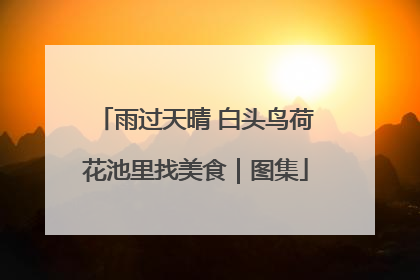 雨过天晴 白头鸟荷花池里找美食｜图集