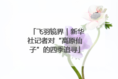 飞羽镜界｜新华社记者对“高原仙子”的四季追寻