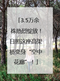 3.5万余株热烈绽放！日照这座高架桥变身“空中花廊”！
